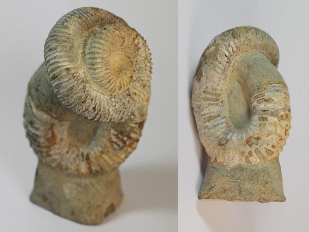 Nostoceras (Ammoniten)